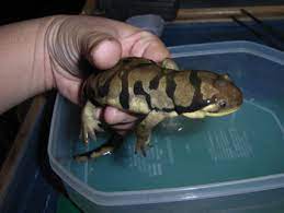 タイガーサラマンダー