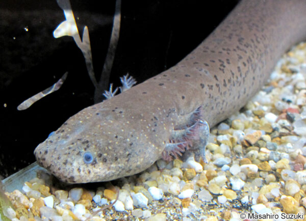 グレーターサイレン