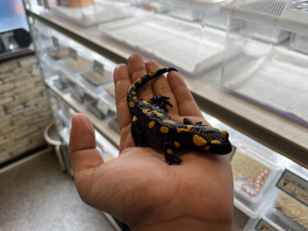 ファイヤーサラマンダー